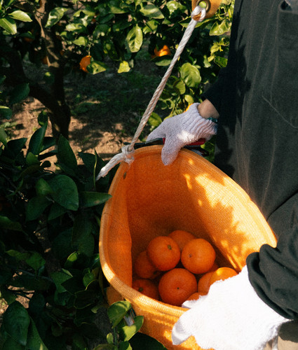 温州みかん 5キロ箱 | 安武みかん園