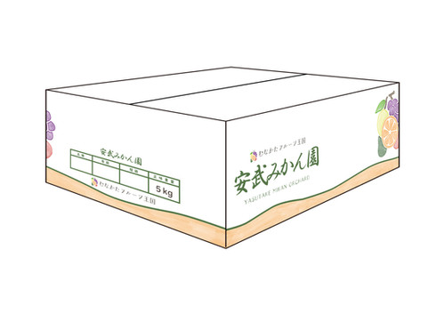 【限定一箱】⭐️もみの木風⭐️ みかん箱3箱分パンパン詰めます　15-30cm目安 温州みかん 5キロ箱 | 安武みかん園