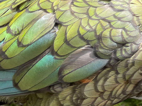 40hr#12 Learn about Kea