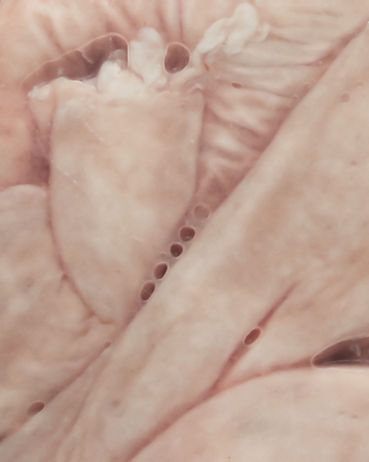 Day 4 - Gut to mess with your insides.jpg