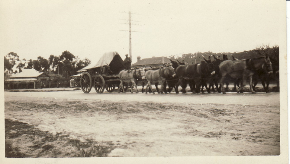 Donkey team with dray Picture40