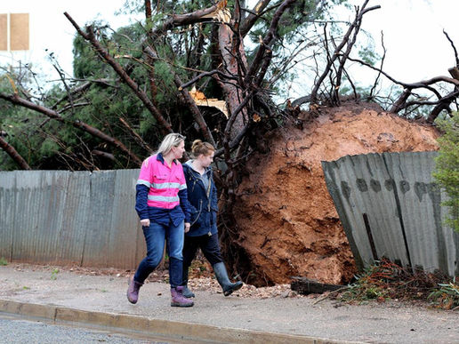 A massive uprooted tree in Blyth, in the Mid North. Picture - Dylan Coker