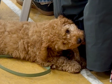 a dog chewing on a dog chew