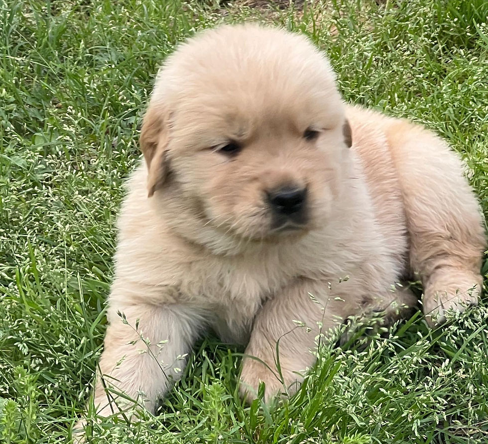 The joys of puppies!