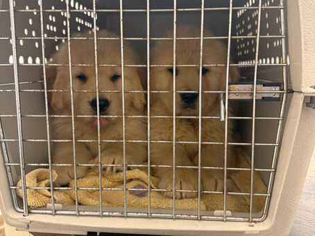 Vet visit for The Forest litter