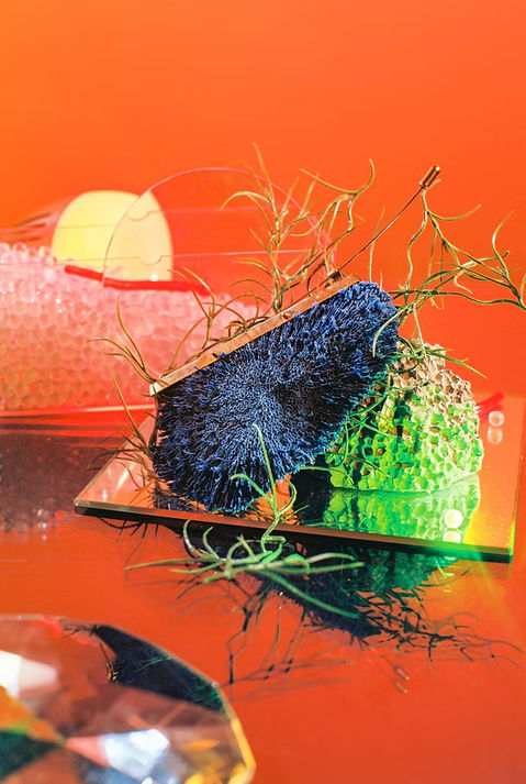ALGA X DIEDERICK VAN HOVELL