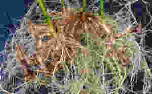 Photo of a clumping rhizome
