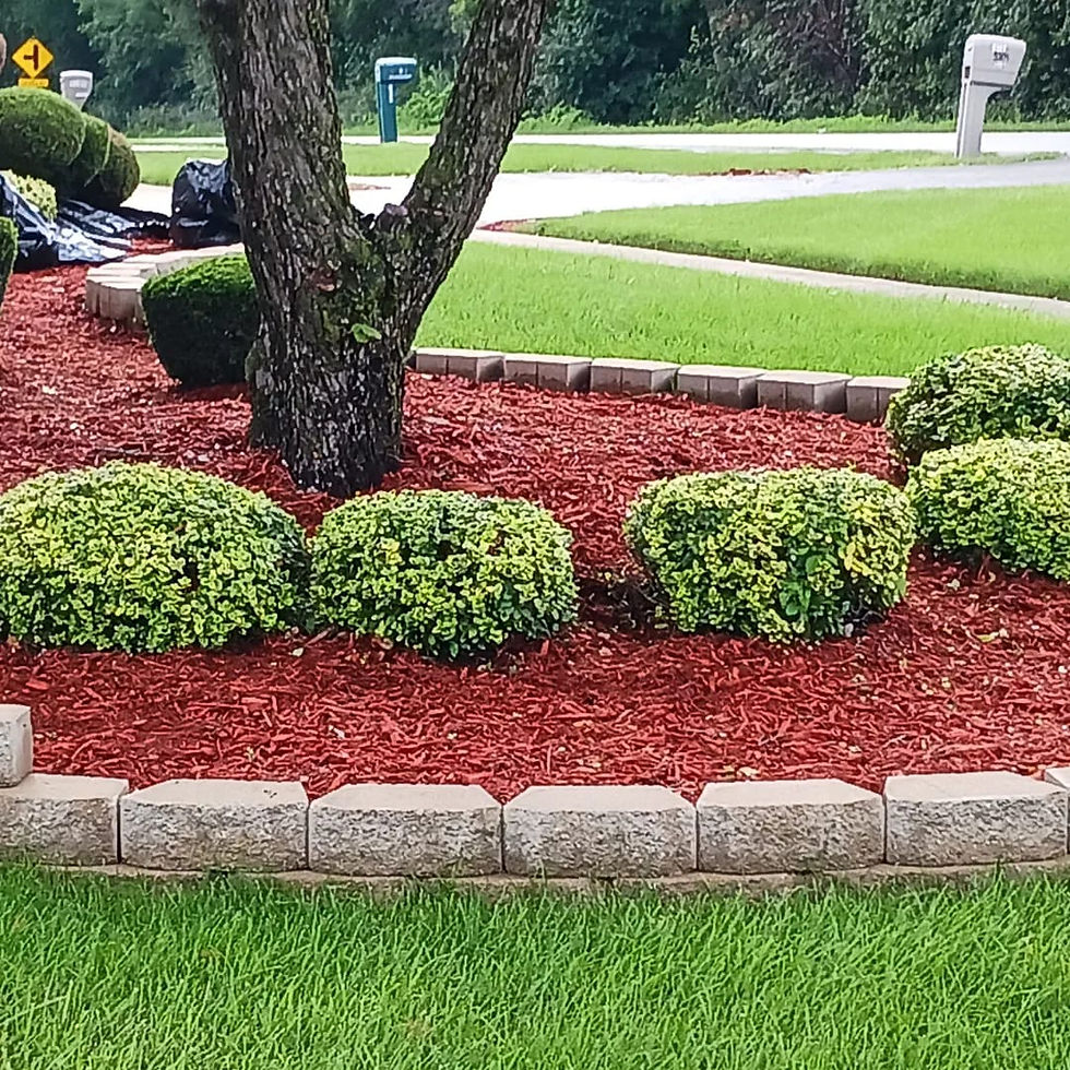 Top 5 Reasons to Hire Professional Bush Trimming Services Near You