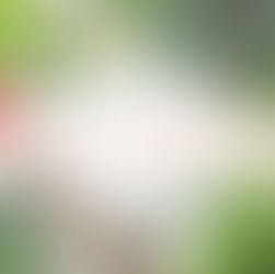 A ementa das dietas alimentares