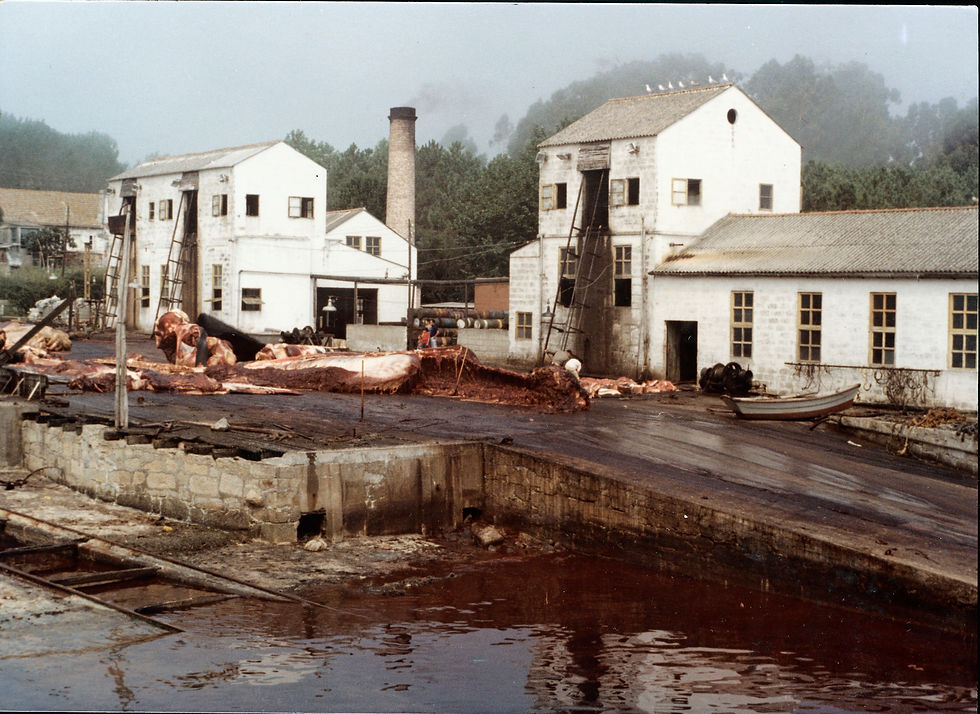 Esnaquizamento dun rorcual, ca. 1970.