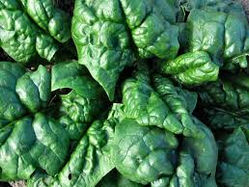 Foglia di spinaci trasformata in tessuto cardiaco