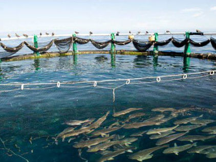 Aquaculture aux Tuamotu : un impact environnemental toujours méconnu