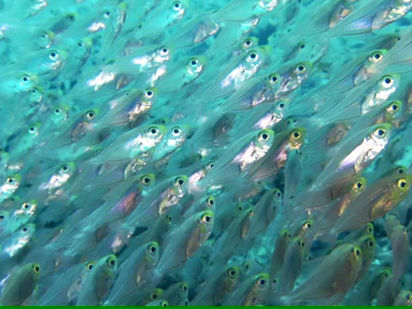 Les Aires Marines Protégées sont une réponse naturelle à l’expansion des zones de pêche
