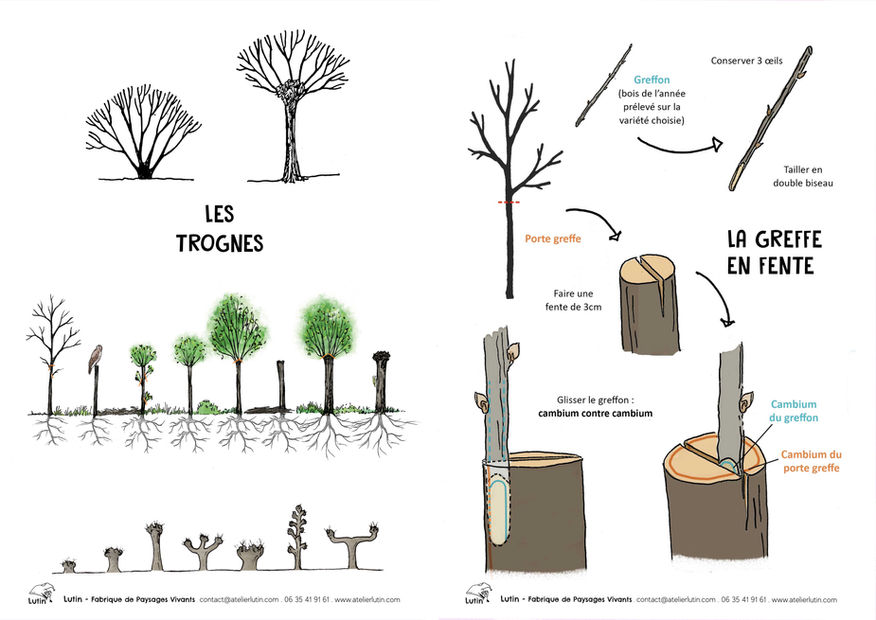 Exemple fiches techniques illustrée.jpg