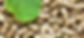 Biomasa