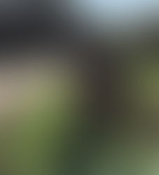 Merry Christmas from all at Bolenowe