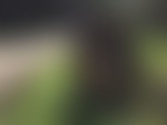 Merry Christmas from all at Bolenowe