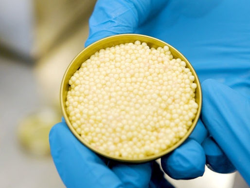 Esturjão albino e seu raro caviar