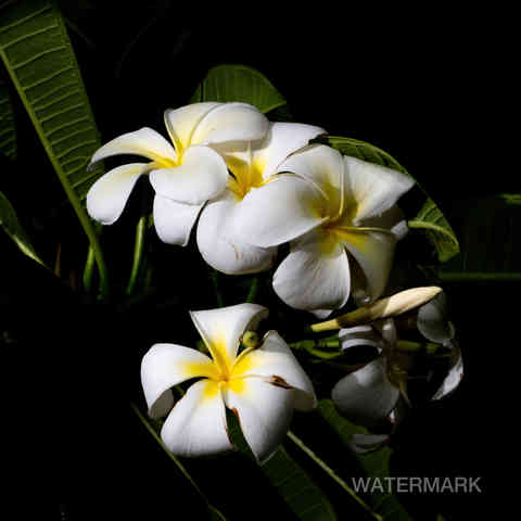 Frangipani flowers.