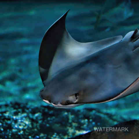 Manta Ray swimming in water.