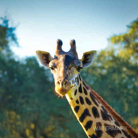 Portrait of giraffe