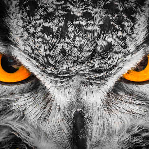 Owl Eyes (Gray Feathers).jpg