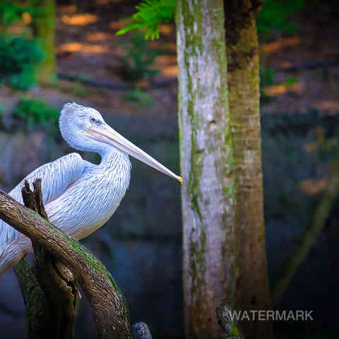 Spot Billed Pelican.jpg