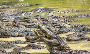 KNEE DEEP IN ALLIGATORS