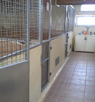 pension canine vendee 85 la cabane des loupiots,