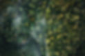 high-angle-view-of-the-forest-and-fog-in-the-morni-2021-10-21-04-34-18-utc.jpg