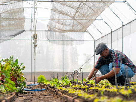 Small Farms, Big Impact: Why Local Agriculture is Key to Economic Growth