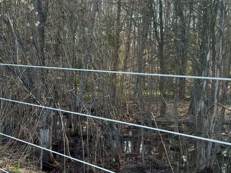Wake up to Spring at Cozy Creek