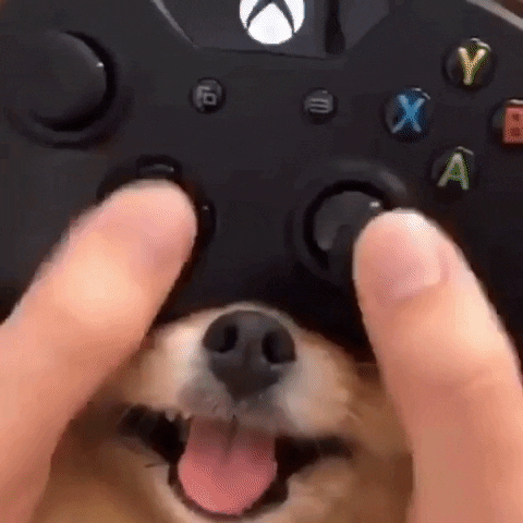giphy (4).gif