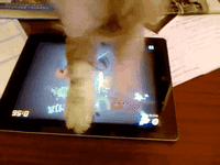 giphy (2).gif
