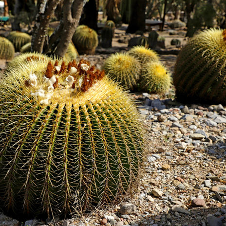Jardín Botánico Regional de Cadereyta CU_01-min.jpg