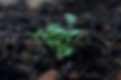 How Aspergillus Niger Helps Reduce Heavy Metal Contamination in Soil