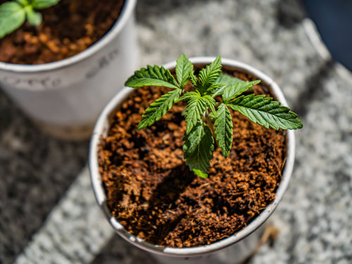 Was sind die Vorteile von Mikroben im Cannabis-Anbau? Der wissenschaftliche Leitfaden zur Rhizosphären-Revolution