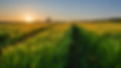 What is the Role of Bacillus spp. in Agriculture? A Comprehensive Guide to Bacillus Species Bacteria