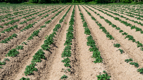 The Complete Guide to Cannabis Fertilizers: From Seedling to Harvest