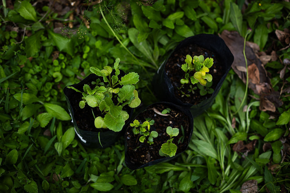 Iron Fertilizers for Plants