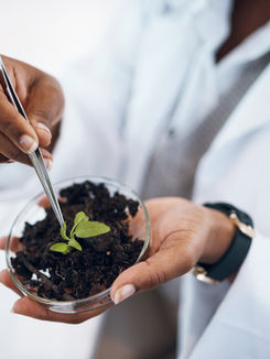 Micronutrients in Plant Nutrition: A Comprehensive Guide