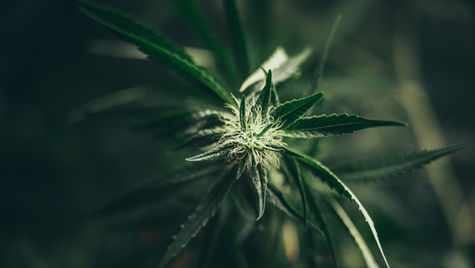 Top 7 Dünger für Cannabispflanzen für gesunde Erträge (2026)