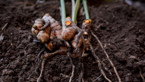 What Are the Uses of Soil Conditioner?