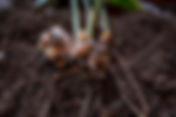 What Are the Uses of Soil Conditioner?