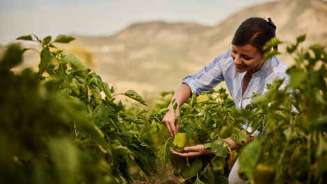 Phosphorus Fertilizers: Key Functions, Types, Identification & Agricultural Importance