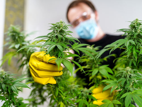 Was ist der beste Dünger für Hanfpflanzen? Ein vollständiger Leitfaden für Züchter