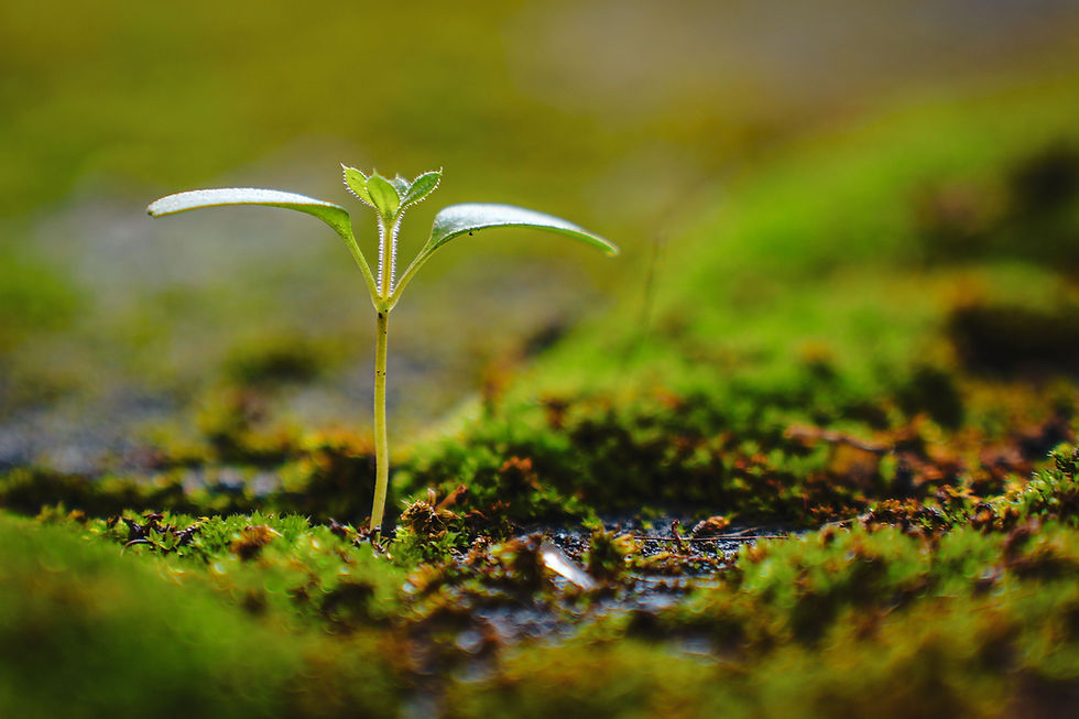 How Does Bacillus firmus Promote Plant Growth?