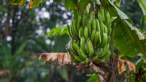 What Is the Best Fertilizer for Banana Trees?