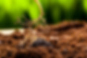 How to Treat Root Knot Nematodes During Early Crop Growth Stages: Complete Guide for Farmers