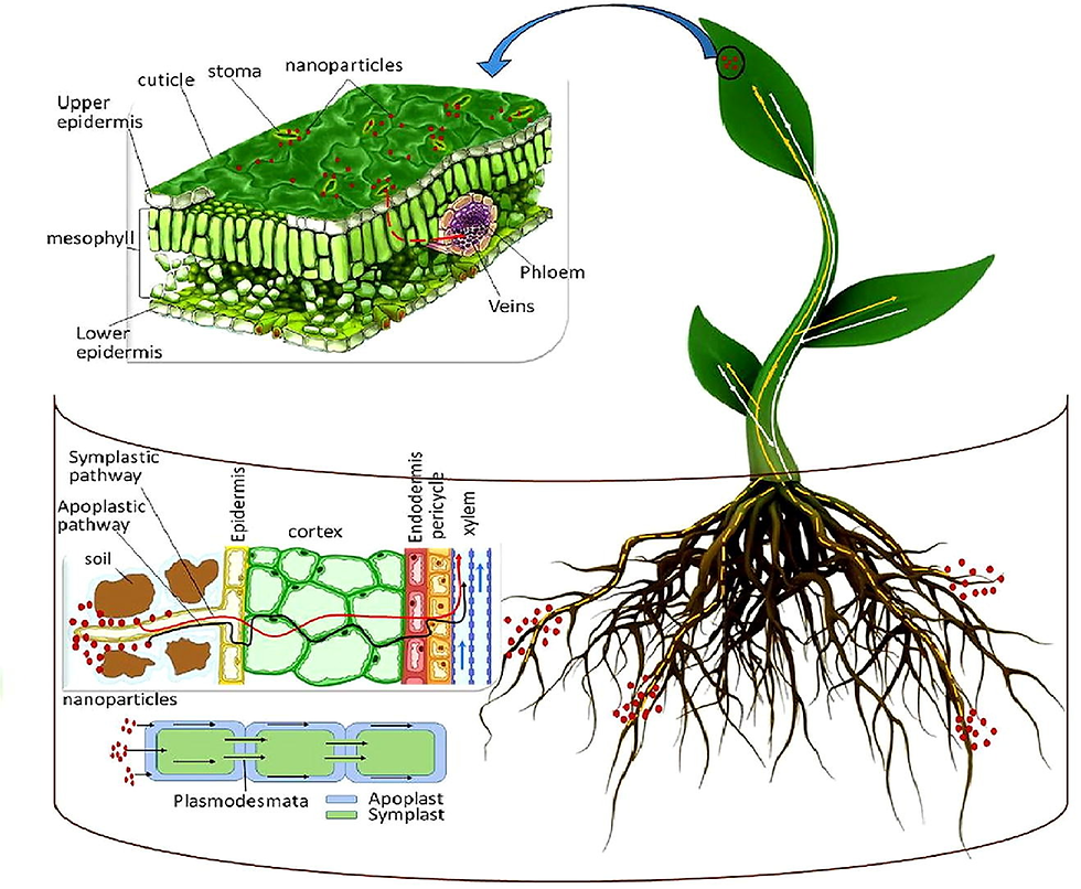 What is the difference between fertilizer and nano fertilizer?